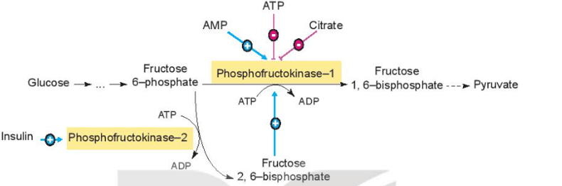Phosphofructokinase – 1 là enzyme quan trọng điều khiển quá trình đường phân
